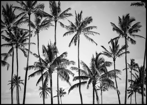 Palm heaven | INDRAMMET BILLEDE Indrammet billede ART COPENHAGEN 30x40 Sort 