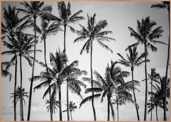 Palm heaven | INDRAMMET BILLEDE Indrammet billede ART COPENHAGEN 30x40 Egeramme 