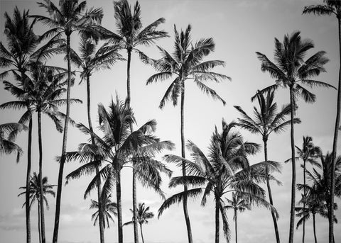 Palm heaven | PLAKAT