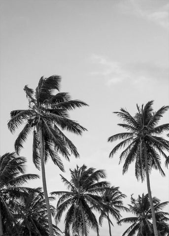 Palms in grey | PLAKAT