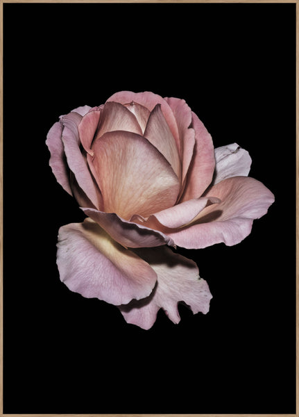 Pink  Rose | INDRAMMET BILLEDE Indrammet billede ART COPENHAGEN   