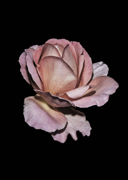 Pink  Rose | INDRAMMET BILLEDE Indrammet billede ART COPENHAGEN   