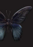 Black Butterfly | PLAKAT Plakat MALERIFABRIKKEN   