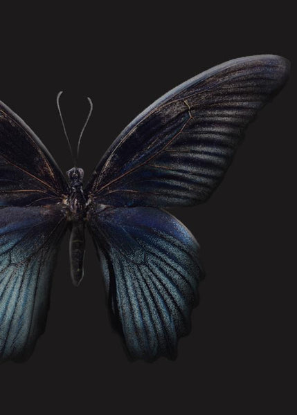 Black Butterfly | PLAKAT Plakat MALERIFABRIKKEN   