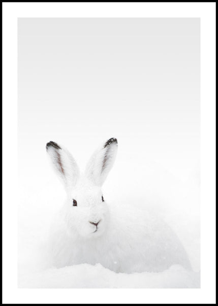 White Rabbit | INDRAMMET BILLEDE Indrammet billede ART COPENHAGEN 30x40 Sort 