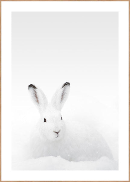White Rabbit | INDRAMMET BILLEDE Indrammet billede ART COPENHAGEN 30x40 Egeramme 