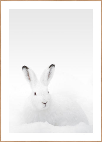White Rabbit | INDRAMMET BILLEDE