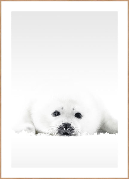 White Seal | INDRAMMET BILLEDE Indrammet billede ART COPENHAGEN 30x40 Egeramme 