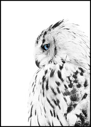 White owl | INDRAMMET BILLEDE Indrammet billede ART COPENHAGEN 30x40 Sort 