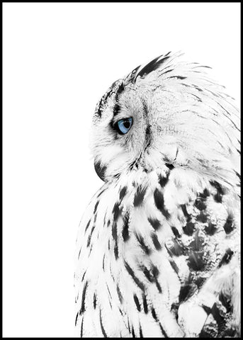 White owl | INDRAMMET BILLEDE