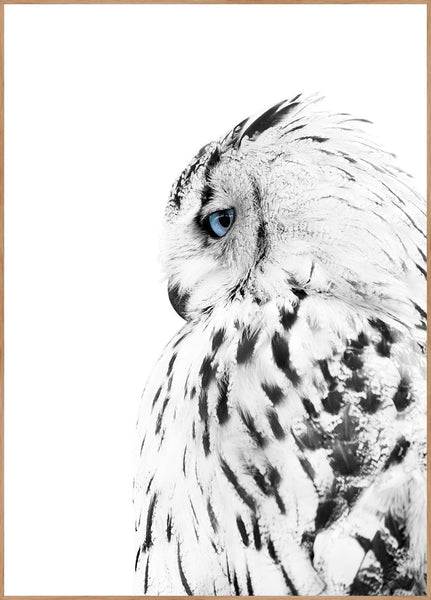 White owl | INDRAMMET BILLEDE Indrammet billede ART COPENHAGEN 30x40 Egeramme 