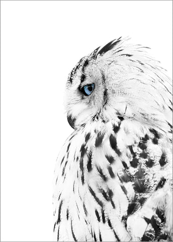 White owl | PLAKAT Plakat ART COPENHAGEN   