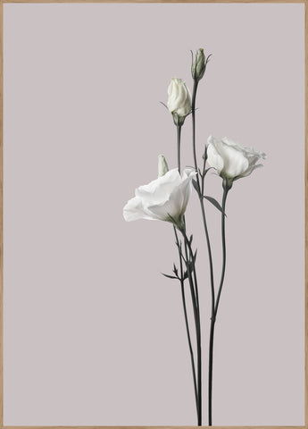 Flower2 | INDRAMMET BILLEDE Indrammet billede ART COPENHAGEN   