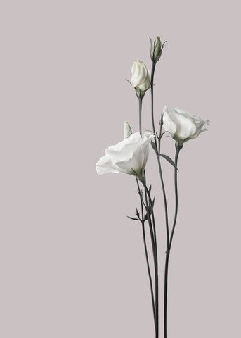Flower 2 | PLAKAT Plakat ART COPENHAGEN   
