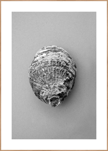 Oyster 3 | INDRAMMET BILLEDE Indrammet billede ART COPENHAGEN 30x40 Egeramme 