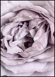 Rose Heart | INDRAMMET BILLEDE