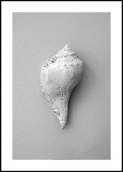 Shell | INDRAMMET BILLEDE Indrammet billede ART COPENHAGEN 30x40 Sort 