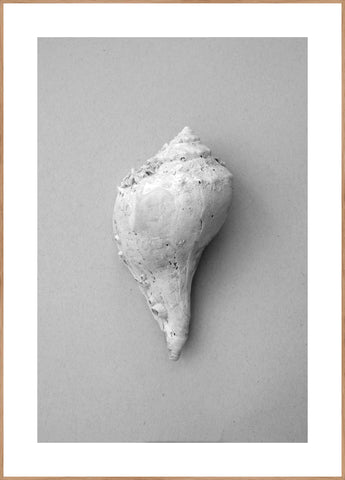 Shell | INDRAMMET BILLEDE Indrammet billede ART COPENHAGEN 30x40 Egeramme 